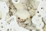 Fossil Crab (Potamon) Preserved in Travertine - Turkey #121388-3